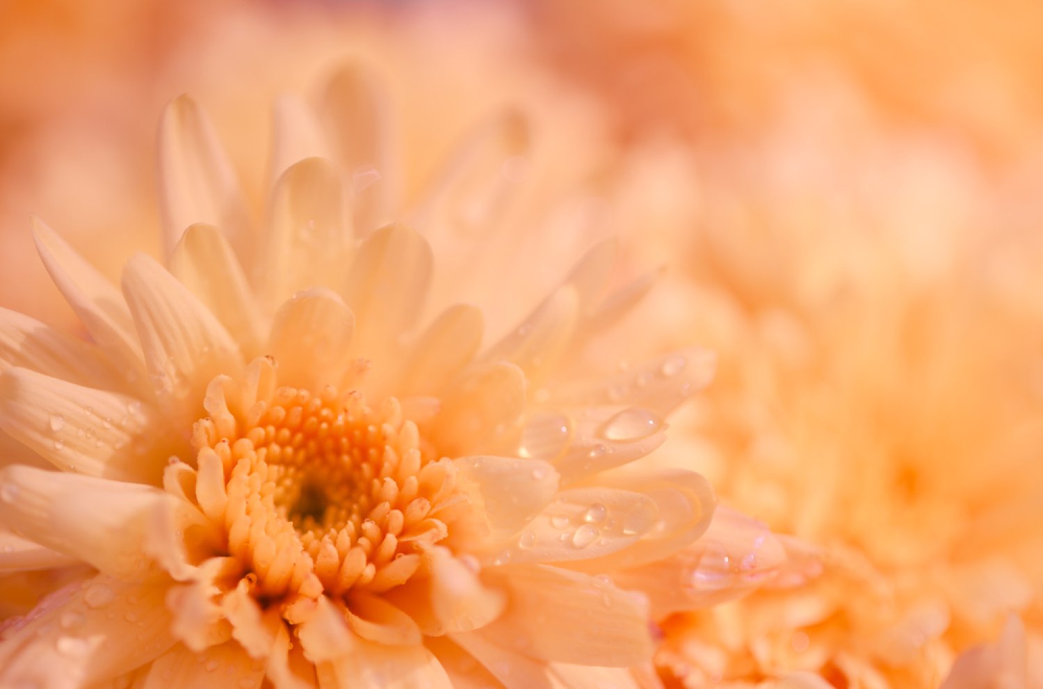 Blumenorakel - die Symbolik der Blumen